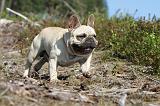 BOULEDOGUE FRANCAIS 105